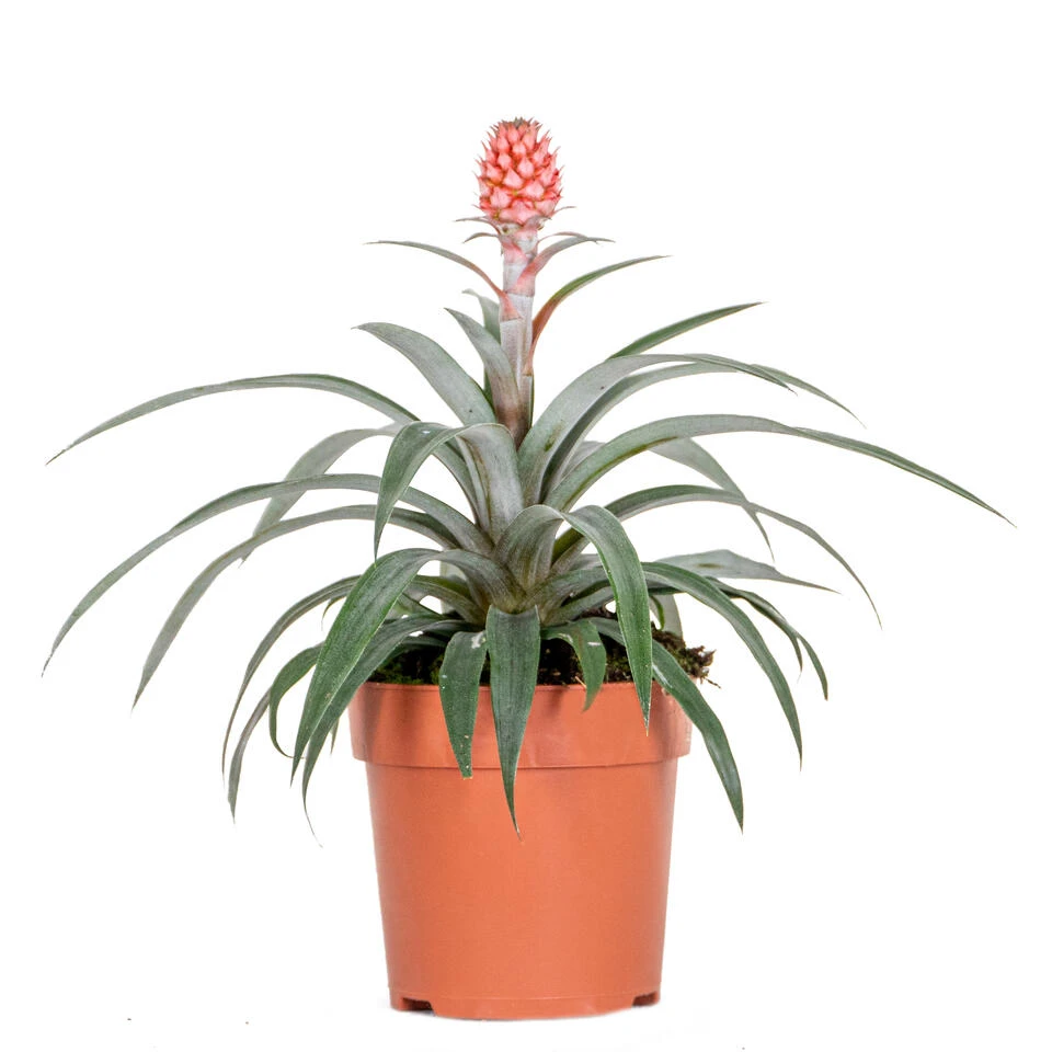 Ananas Comosus 'Rosita' – Ananasplant – ⌀12 Cm – ↕25-30 Cm