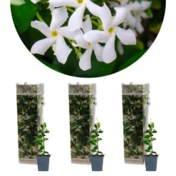 3x Trachelospermum Jasminoides – Toscaanse Jasmijn – ⌀9 Cm - ↕15-20 Cm