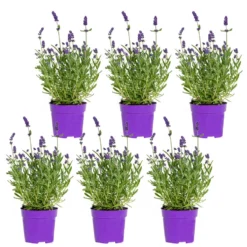 6x Lavandula Angustifolia 'Ardèche Blue' – ⌀10,5 Cm - ↕10-15 Cm