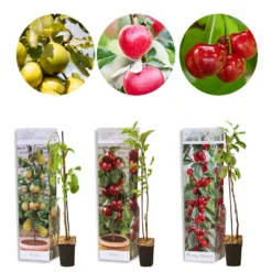 3x Mini Fruit Mix – Fruitbomen – ⌀9 Cm - ↕30-35 Cm