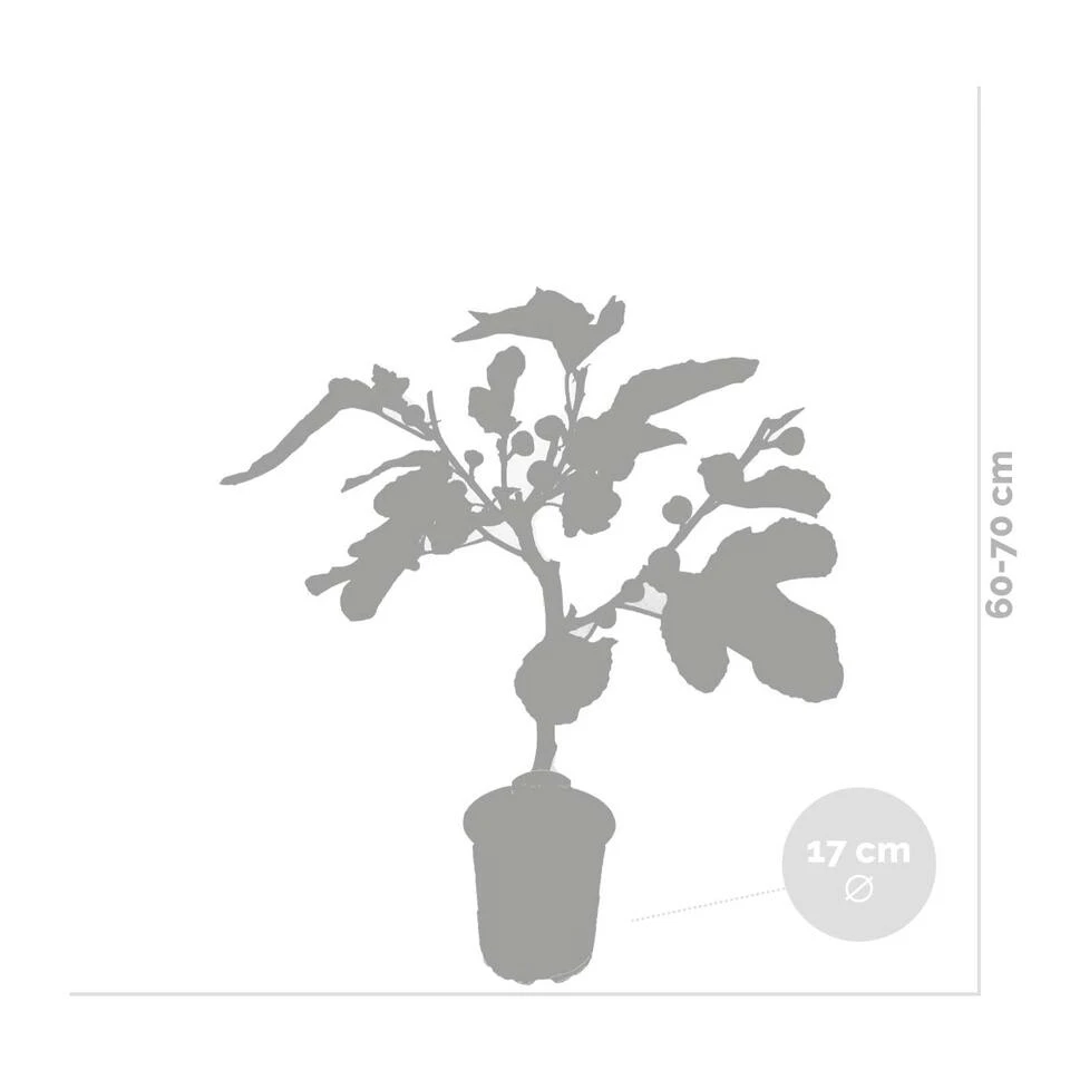 Ficus Carica - Vijgenboom - β17 Cm - β60-70 Cm - Afbeelding 3