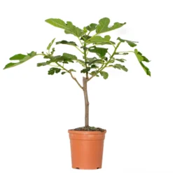 Ficus Carica - Vijgenboom - ⌀17 Cm - ↕60-70 Cm
