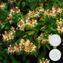 2x Lonicera Henryi – Kamperfoelie – Pot 15 CM - Hoogte 60-70 CM