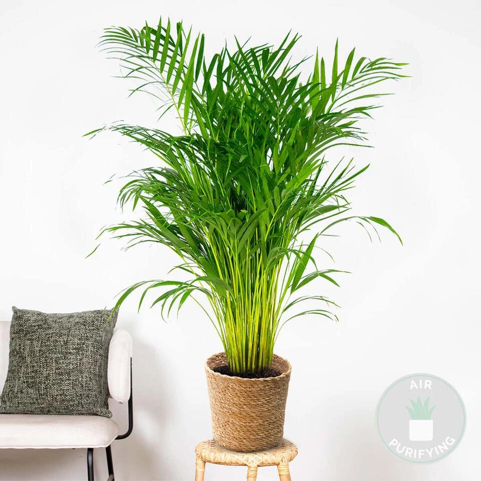 Dypsis Lutescens Incl. Mand - Goudpalm - β21 Cm - β100-110 Cm - Afbeelding 2