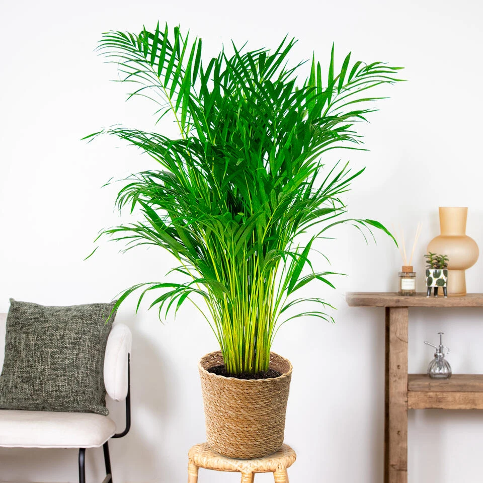 Dypsis Lutescens Incl. Mand - Goudpalm - β21 Cm - β100-110 Cm - Afbeelding 4