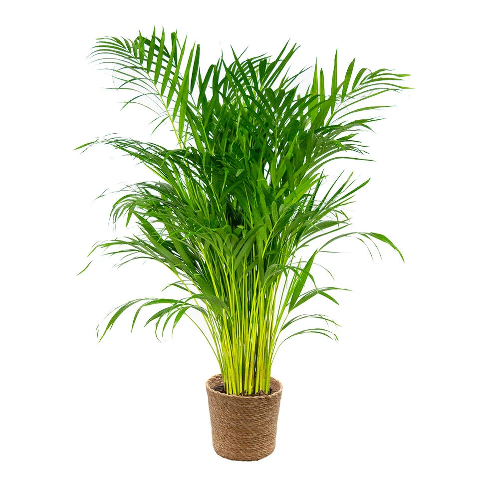 Dypsis Lutescens Incl. Mand - Goudpalm - β21 Cm - β100-110 Cm