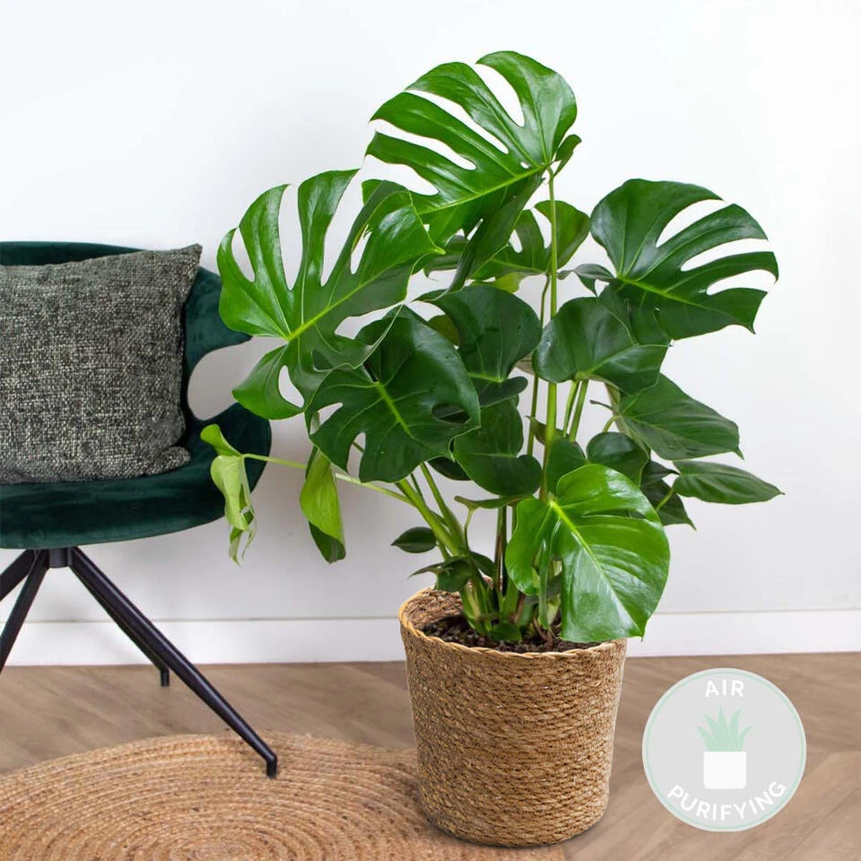 Monstera Deliciosa Incl. Mand - Gatenplant - β21 Cm - β70-80 Cm - Afbeelding 2