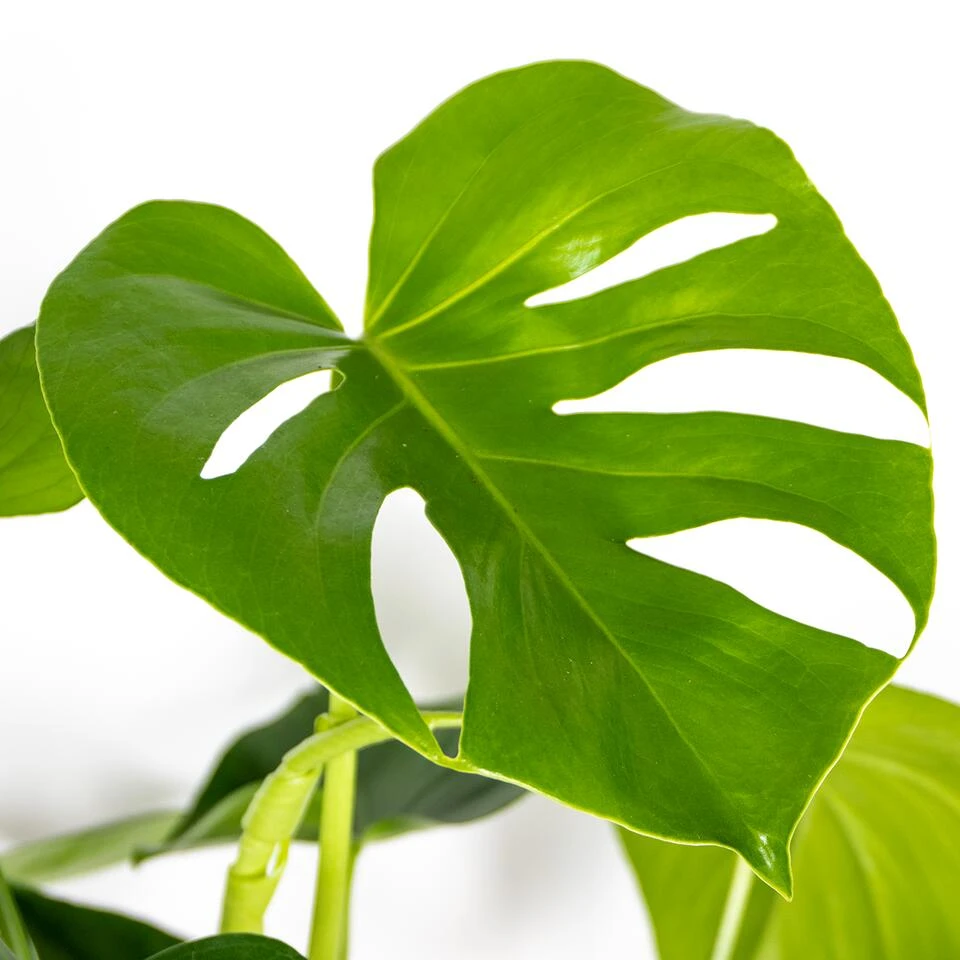 Monstera Deliciosa Incl. Mand - Gatenplant - β21 Cm - β70-80 Cm - Afbeelding 3
