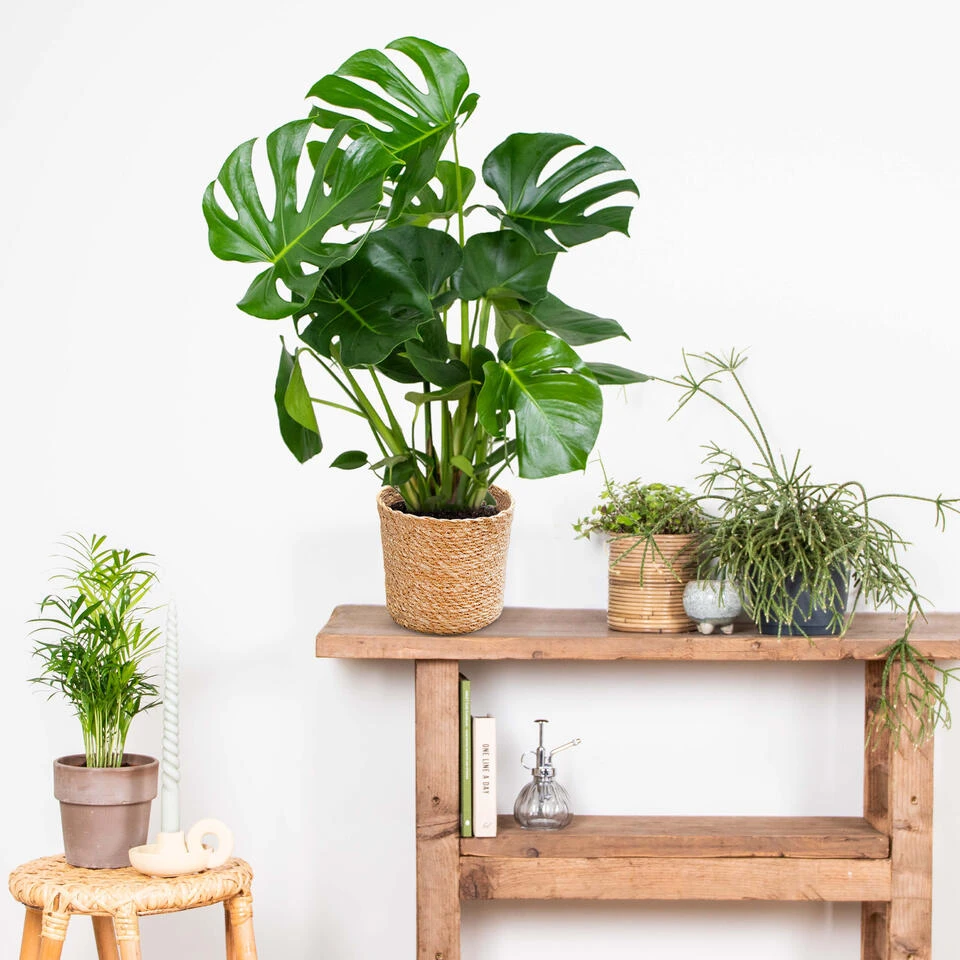 Monstera Deliciosa Incl. Mand - Gatenplant - β21 Cm - β70-80 Cm - Afbeelding 4