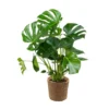 Monstera Deliciosa Incl. Mand - Gatenplant - ⌀21 Cm - ↕70-80 Cm