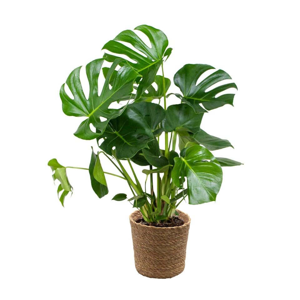 Monstera Deliciosa Incl. Mand - Gatenplant - β21 Cm - β70-80 Cm
