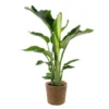 Strelitzia Nicolai Incl. Mand - ⌀19 Cm - ↕80-90 Cm