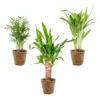 3x Tropische Palmen Mix Incl. Mand – ⌀12 Cm - ↕20-45 Cm