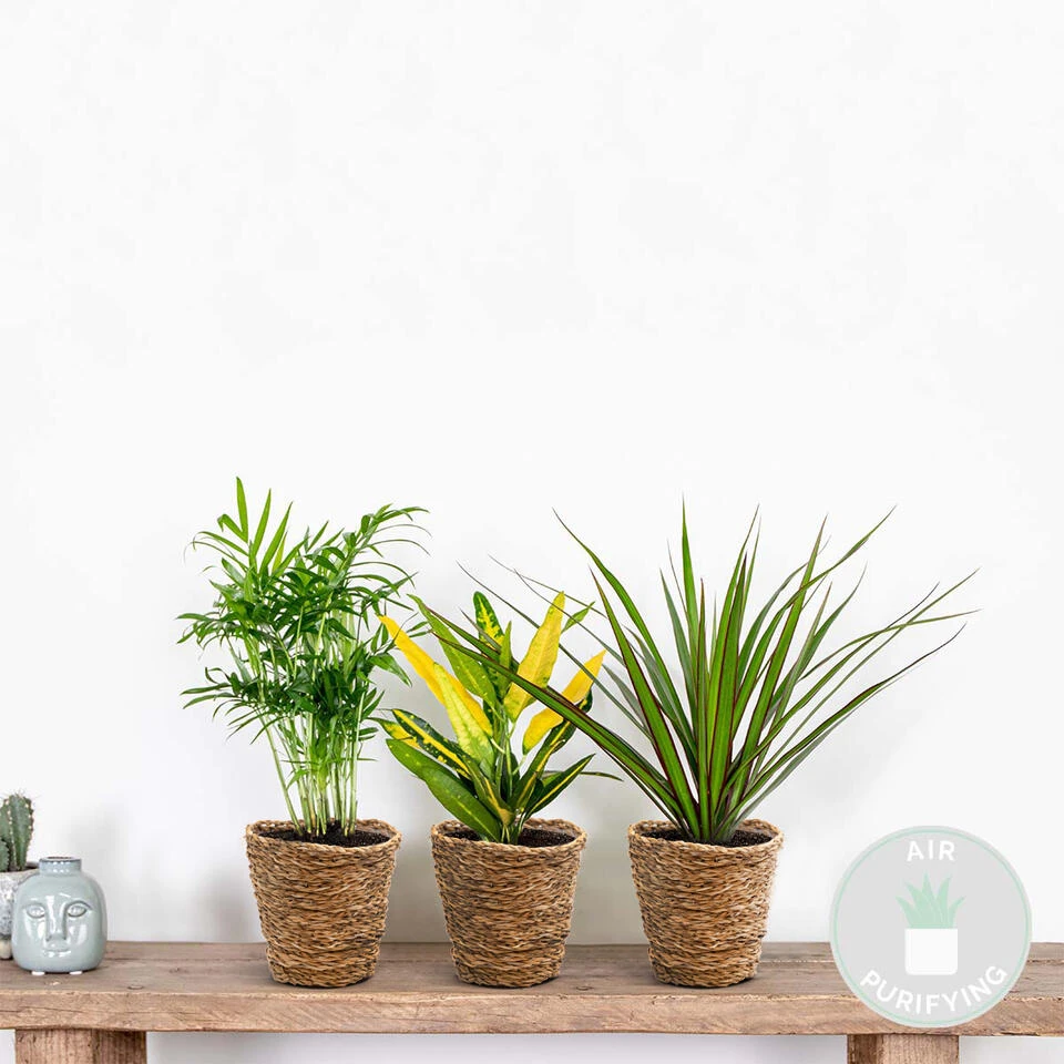 3x Tropische Kamerplanten Mix Incl. Mand – ⌀12 Cm - ↕ 25-40 Cm - Afbeelding 2