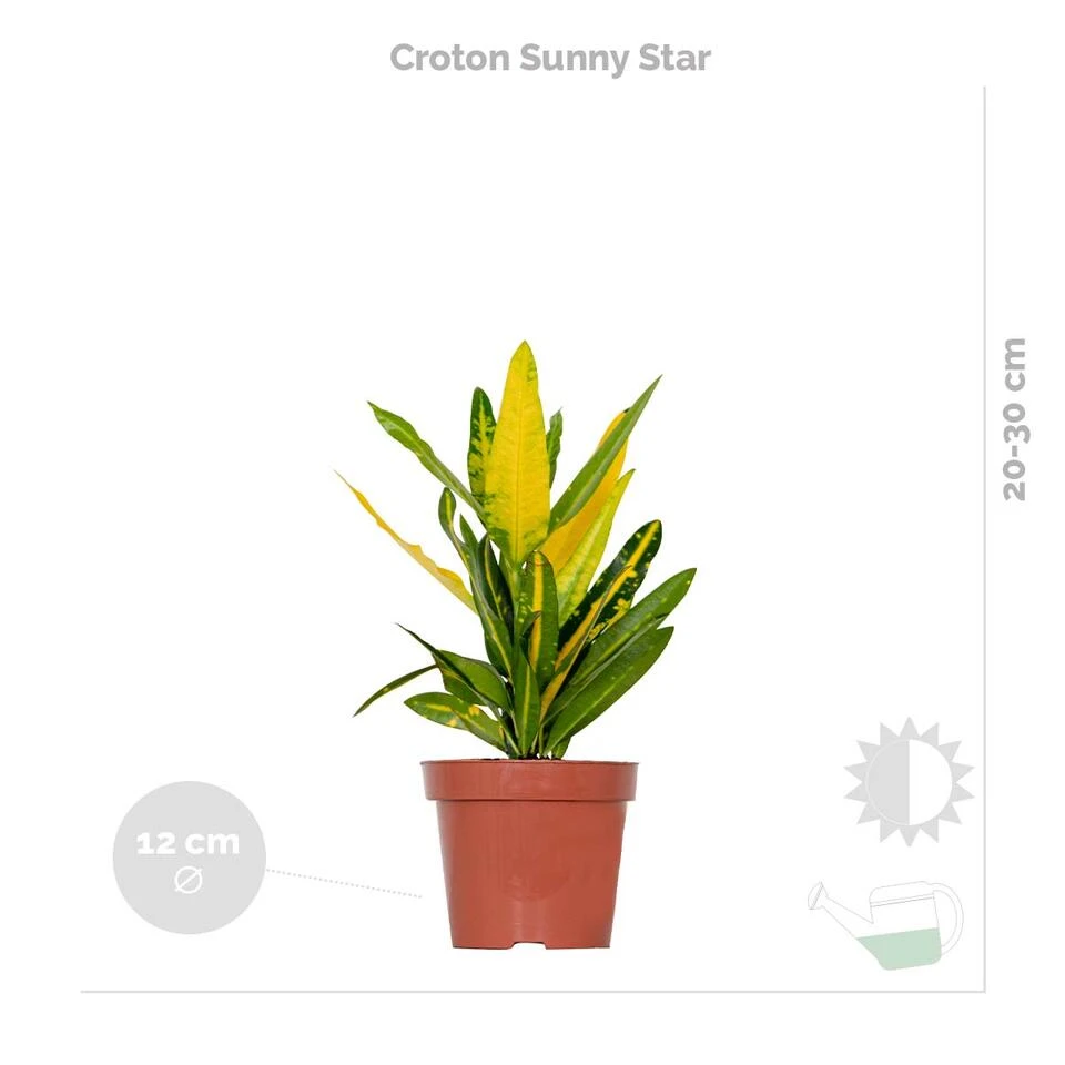 3x Tropische Kamerplanten Mix Incl. Mand – ⌀12 Cm - ↕ 25-40 Cm - Afbeelding 3