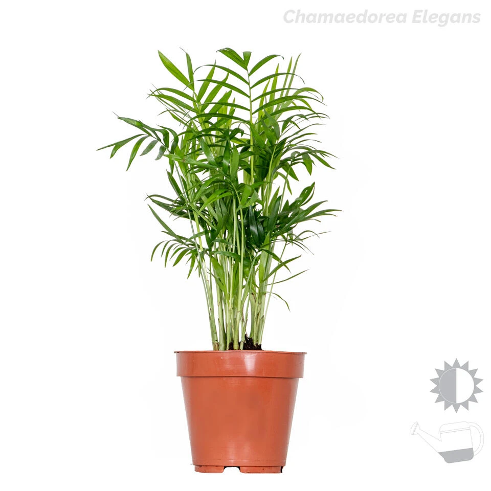 3x Tropische Palmen Mix Incl. Mand - β12 Cm - β20-45 Cm - Afbeelding 3