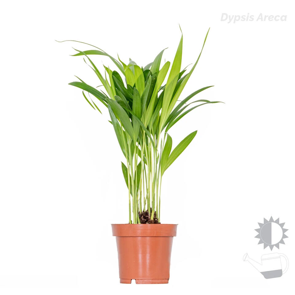 3x Tropische Palmen Mix Incl. Mand - β12 Cm - β20-45 Cm - Afbeelding 4