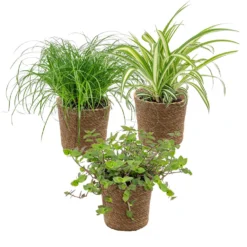 3x Huisdiervriendelijk Mix Incl. Mand - ⌀12 Cm -↕15-25 Cm