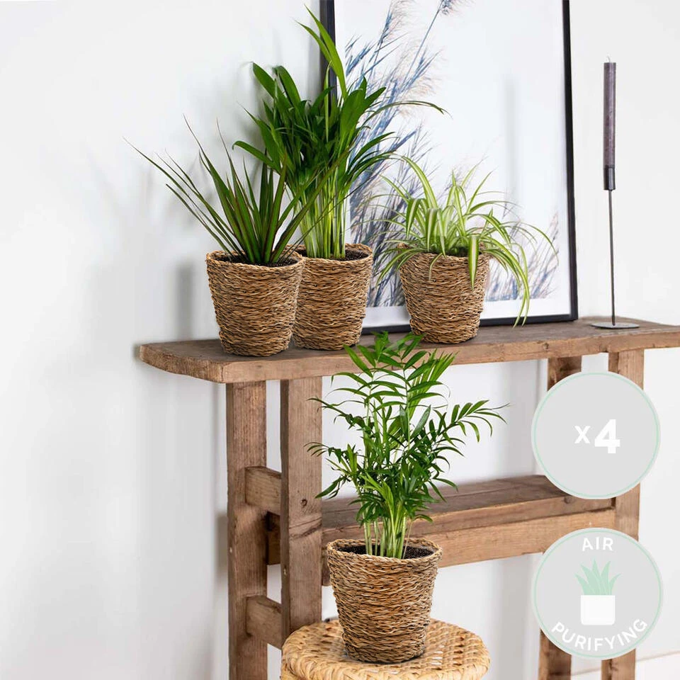 4x Luchtzuiverende Mix Incl. Mand - β12 Cm -β 25-45cm - Afbeelding 2