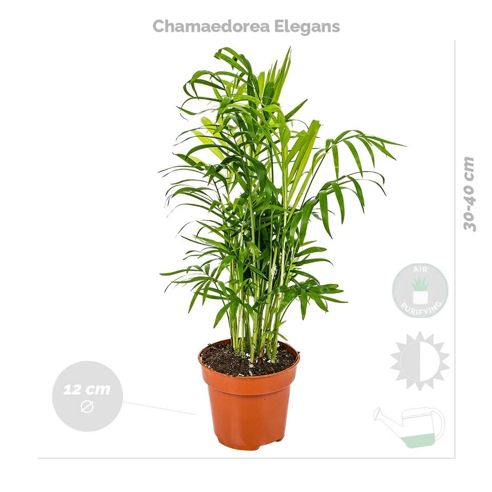 4x Luchtzuiverende Mix Incl. Mand - β12 Cm -β 25-45cm - Afbeelding 3