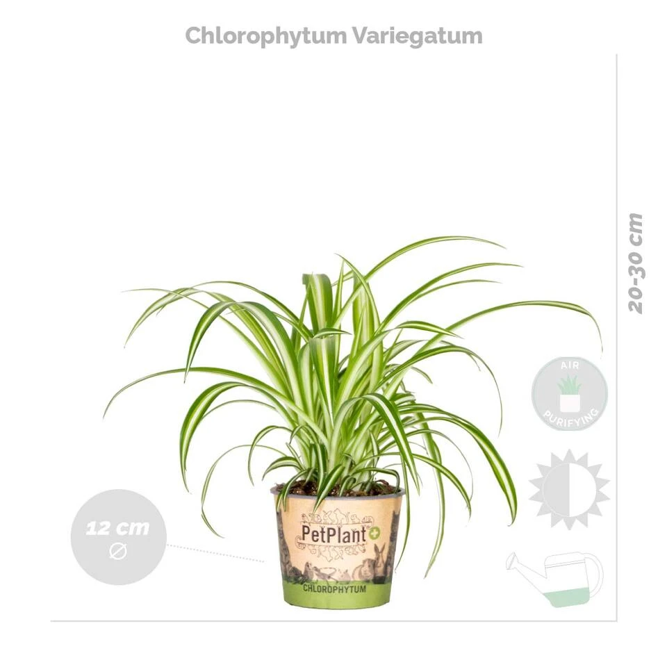 4x Luchtzuiverende Mix Incl. Mand - β12 Cm -β 25-45cm - Afbeelding 4