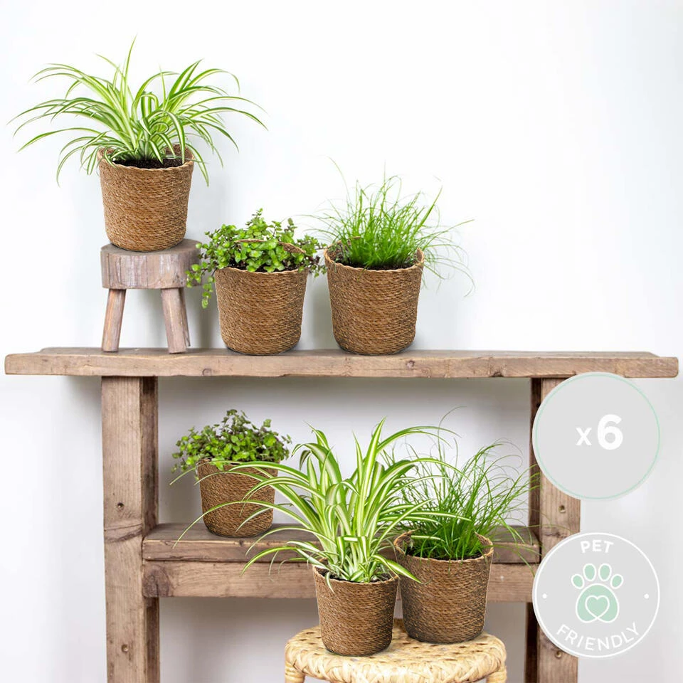 6x Huisdiervriendelijk Mix Incl. Mand - β12 Cm -β15-25 Cm - Afbeelding 2