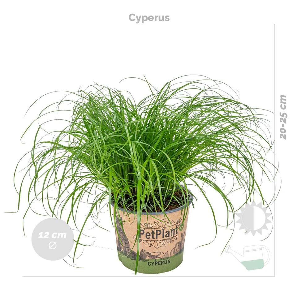 6x Huisdiervriendelijk Mix Incl. Mand - β12 Cm -β15-25 Cm - Afbeelding 3