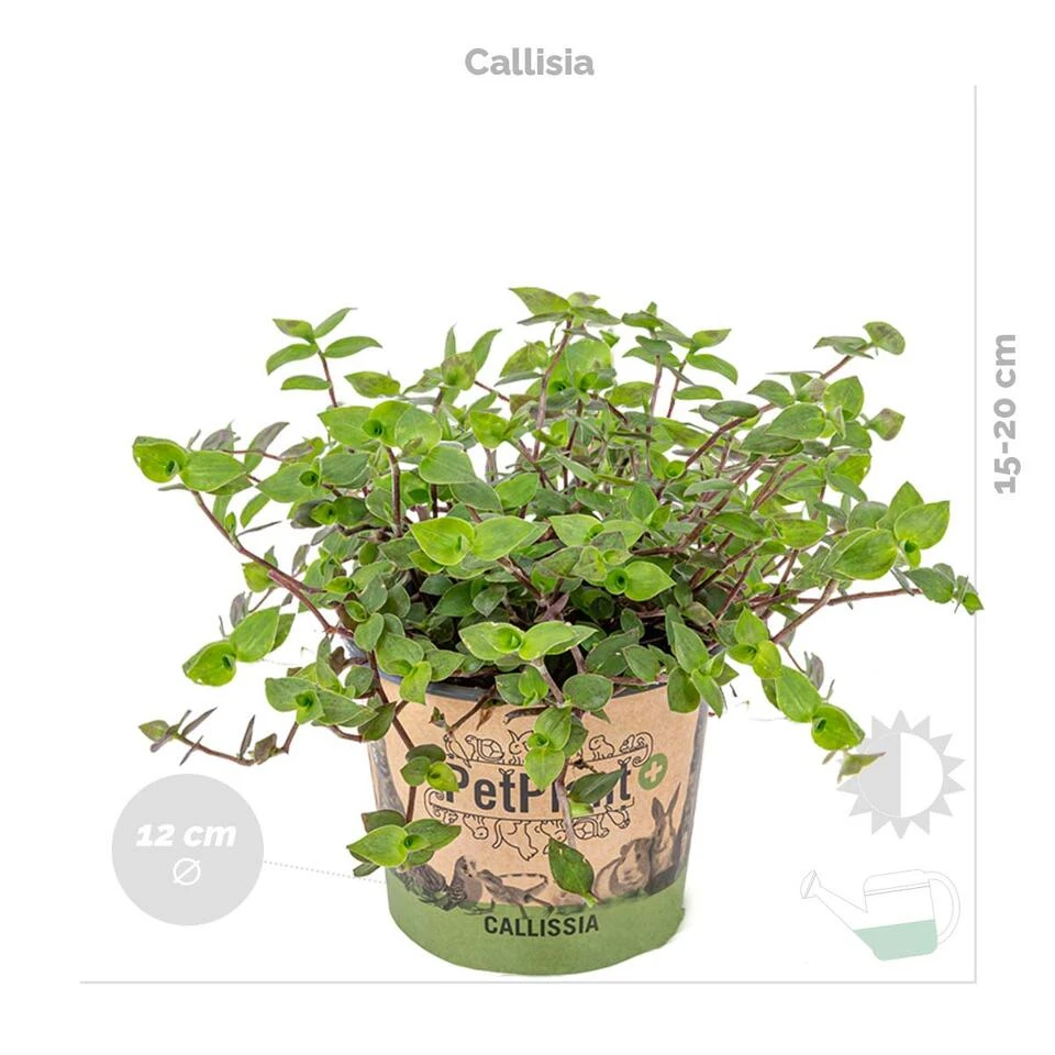 6x Huisdiervriendelijk Mix Incl. Mand - β12 Cm -β15-25 Cm - Afbeelding 4