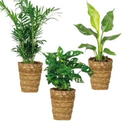 3x Luchtzuiverende (be)manden Mix – ⌀12 Cm - ↕20-45 Cm