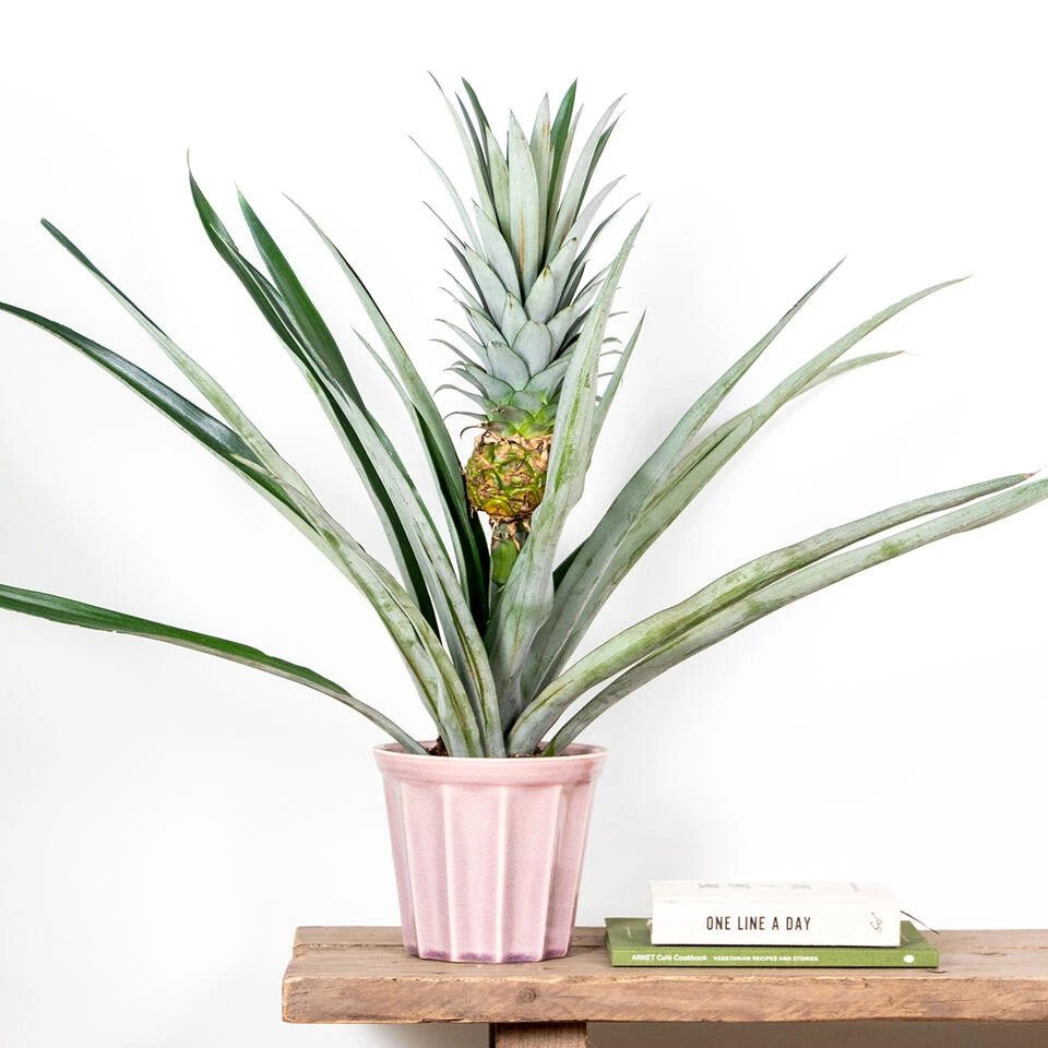 Ananas Comosus 'Champaca' – Ananasplant – ⌀14 Cm – ↕50-55 Cm - Afbeelding 3