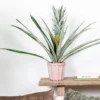 Ananas Comosus 'Champaca' – Ananasplant – ⌀14 Cm – ↕50-55 Cm