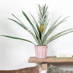 Ananas Comosus 'Champaca' – Ananasplant – ⌀14 Cm – ↕50-55 Cm