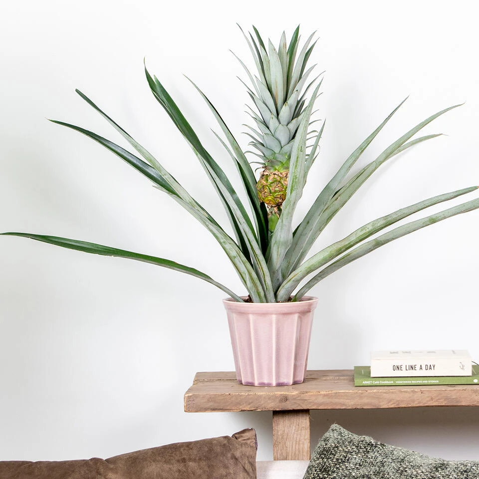 Ananas Comosus 'Champaca' – Ananasplant – ⌀14 Cm – ↕50-55 Cm