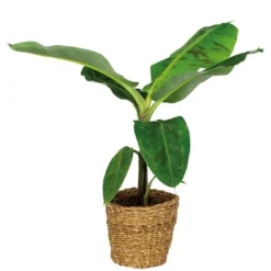 Musa Cavendish Incl. Zeegras Mand - ⌀21 Cm - ↕90-100 Cm