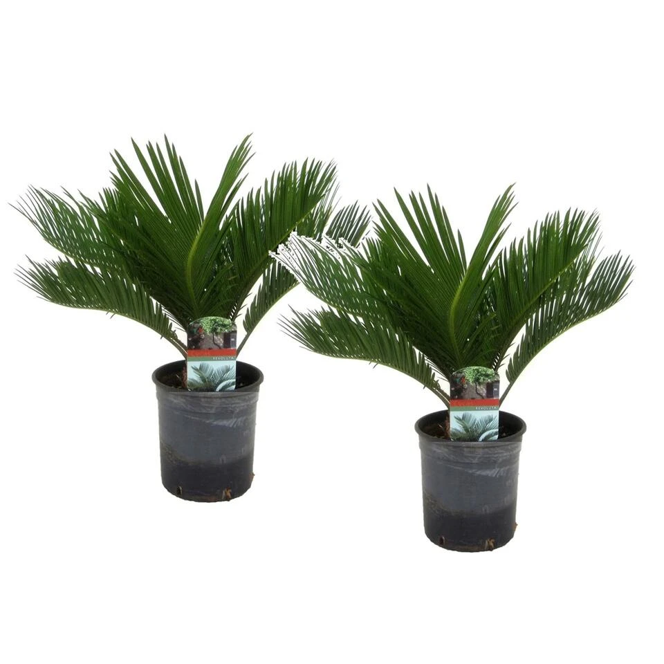 Cycas Revoluta - Set Van 2 - Varenpalm - Pot 15cm - Hoogte 45-60cm - Afbeelding 4