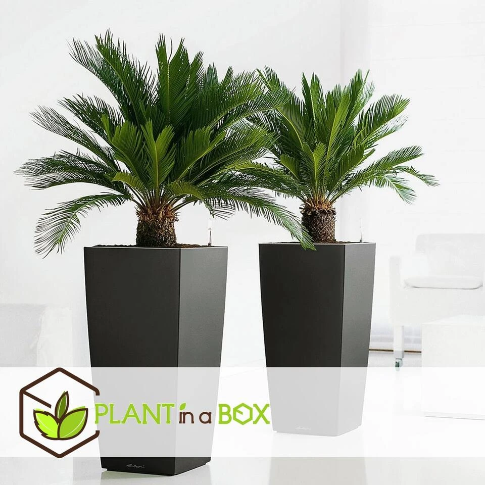 Cycas Revoluta - Set Van 2 - Varenpalm - Pot 15cm - Hoogte 45-60cm - Afbeelding 2