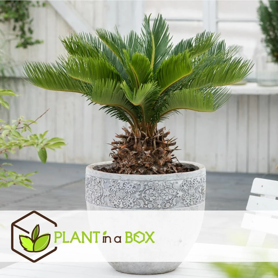 Cycas Revoluta - Set Van 2 - Varenpalm - Pot 15cm - Hoogte 45-60cm - Afbeelding 3