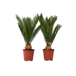 Cycas Revoluta - Set Van 2 - Varenpalm - Pot 15cm - Hoogte 45-60cm