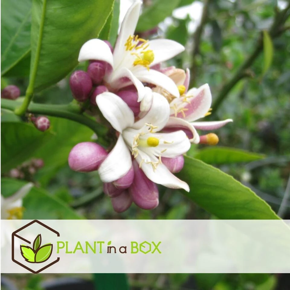 Citrus Limon - Citroenboom - Set Van 2 - Pot 19cm - Hoogte 60-70cm - Afbeelding 2