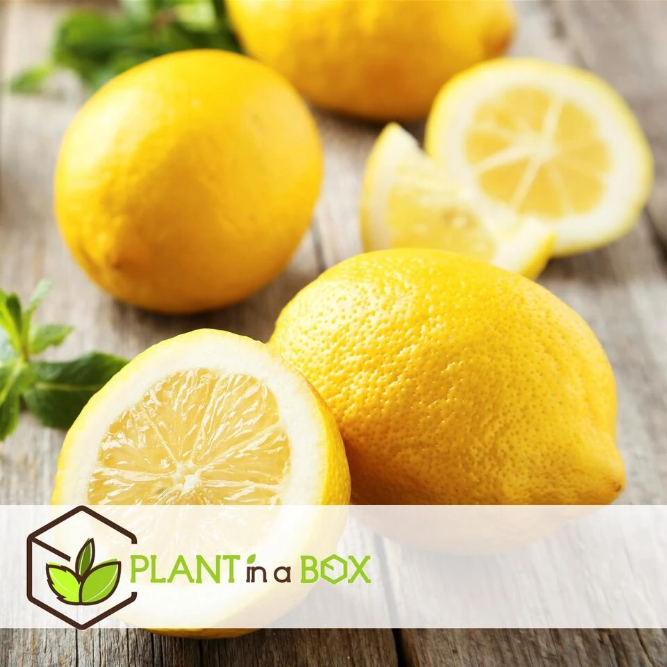 Citrus Limon - Citroenboom - Set Van 2 - Pot 19cm - Hoogte 60-70cm - Afbeelding 4