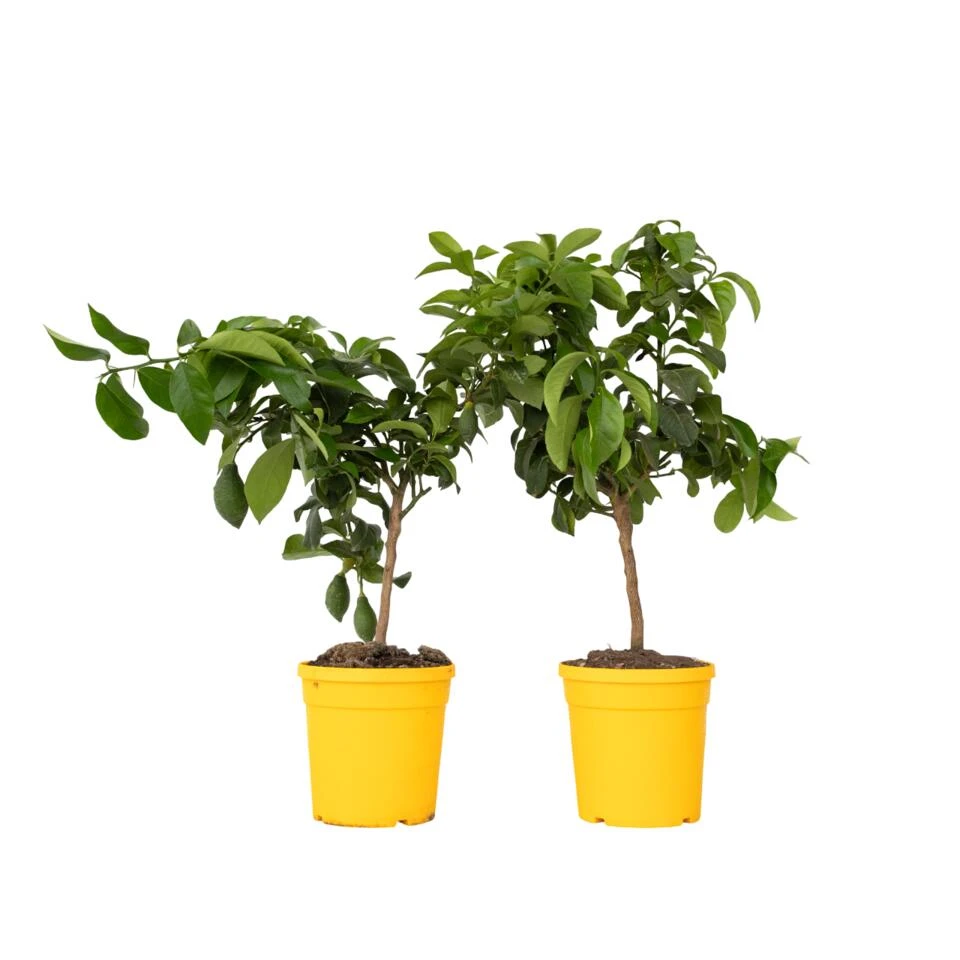 Citrus Limon - Citroenboom - Set Van 2 - Pot 19cm - Hoogte 60-70cm