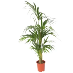 Howea Forsteriana - Kentia - Pot 21cm - Hoogte 130-140cm