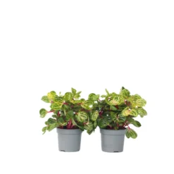 Iresine Herbsti 'Yellow' - Set Van 2 - Biefstukplant - Pot 13cm - Hoogte 20-30cm