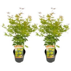 Japanese Maple 'Orange Lace' - Set Van 2 - Esdoorn - Pot 19 - Hoogte 60-70cm