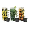 Citrus Mix - Set Van 3 - Citrus Fruitbomen - Pot 9cm - Hoogte 25-40cm