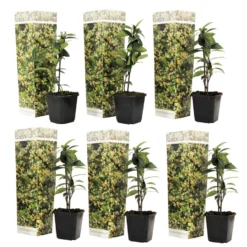 Toscaanse Jasmijn - Set Van 6 - Geel - Tuinplanten - Pot 9cm - Hoogte 25-40cm