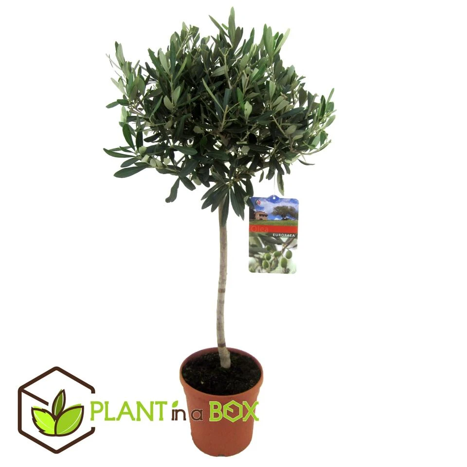 Olea Europaea - Winterharde Olijfboom Op Stam - Pot 21cm - Hoogte 90-100cm - Afbeelding 2