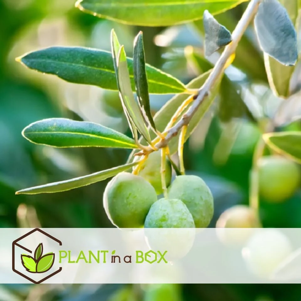 Olea Europaea - Winterharde Olijfboom Op Stam - Pot 21cm - Hoogte 90-100cm - Afbeelding 4