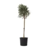 Olea Europaea - Winterharde Olijfboom Op Stam - Pot 21cm - Hoogte 90-100cm