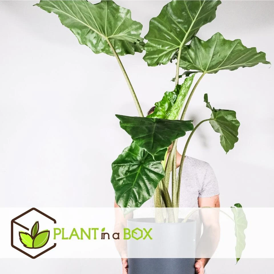 Alocasia 'Portodora' - XXL Groene Kamerplant - Pot 32cm - Hoogte 110-120cm - Afbeelding 2